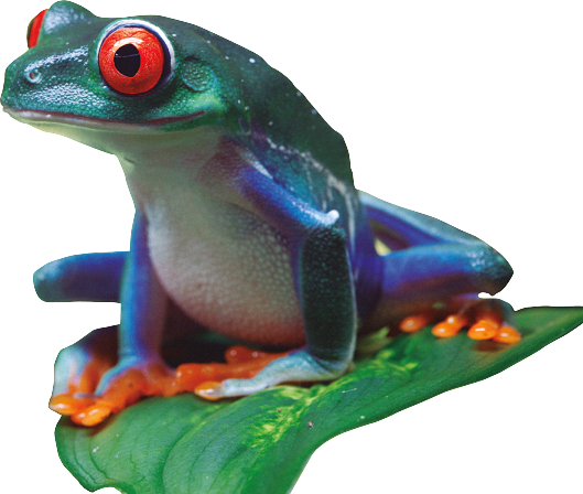 Rana